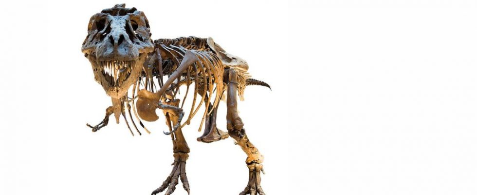 Une-association-etudiante-pour-un-apprentissage-enrichi-4-980x400-1 « La guerre des os » : guerre totale, dinosaures et ego démesurés